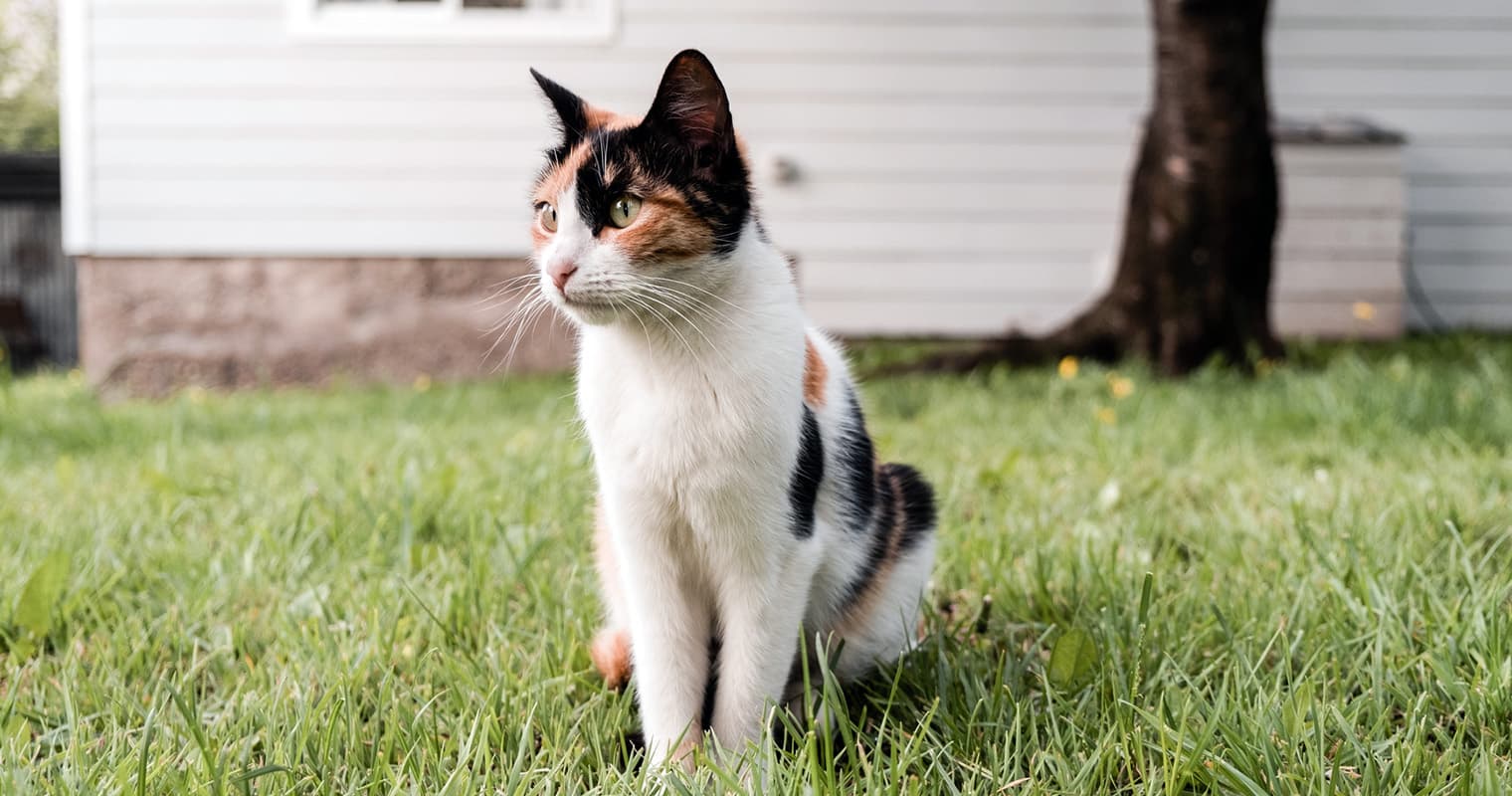 Adopting a Cat with FIV? Here’s What You Need to Know