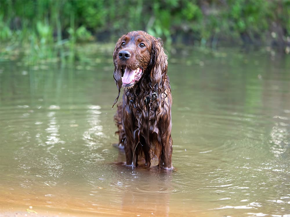 dog inwater