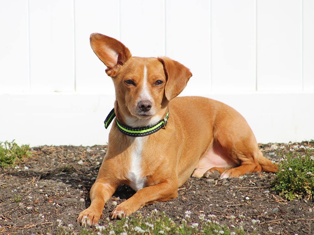 Chiweenie: Chihuahua + Dachshund