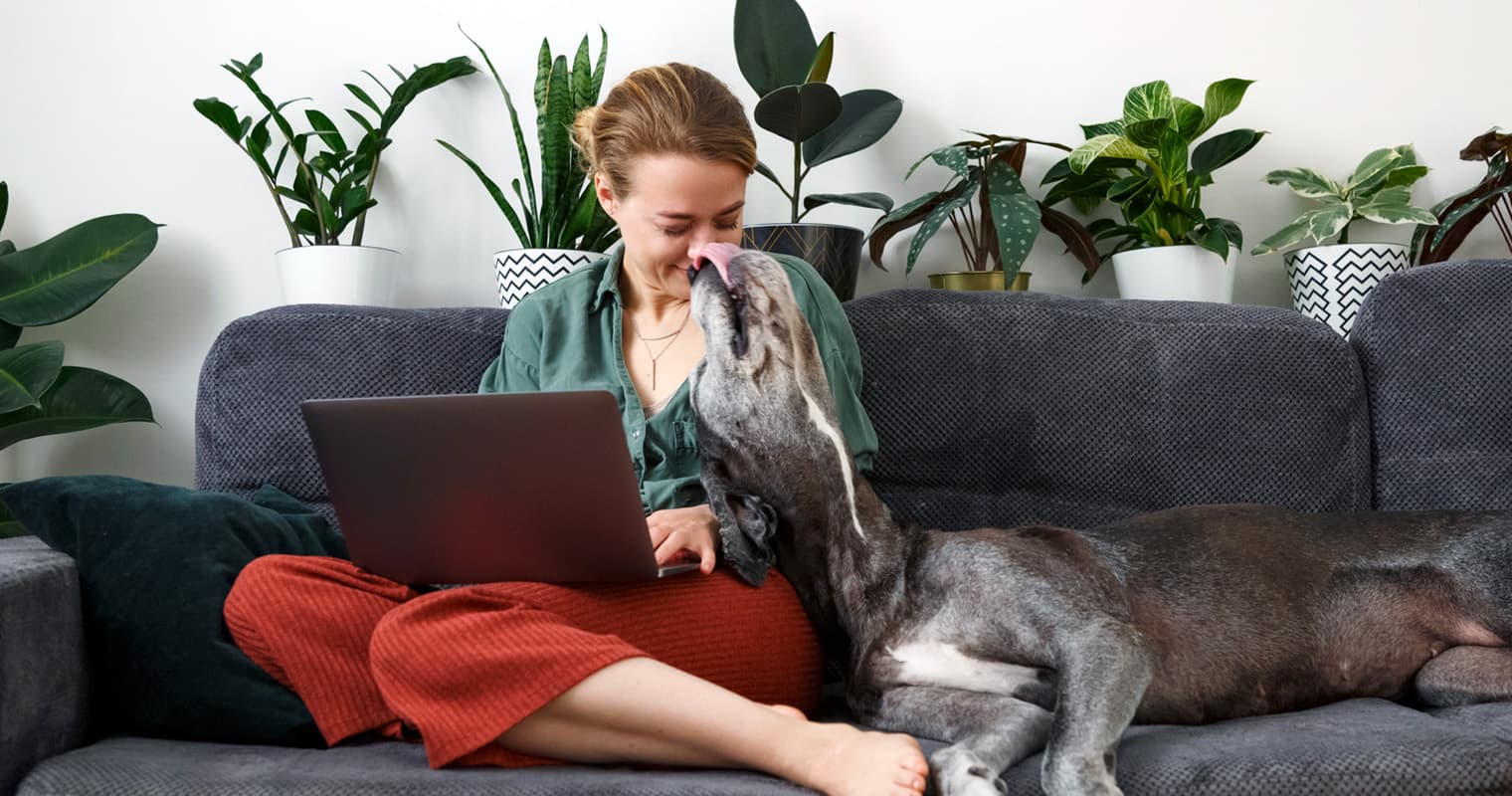 How Can I Find a Home for My Great Dane?