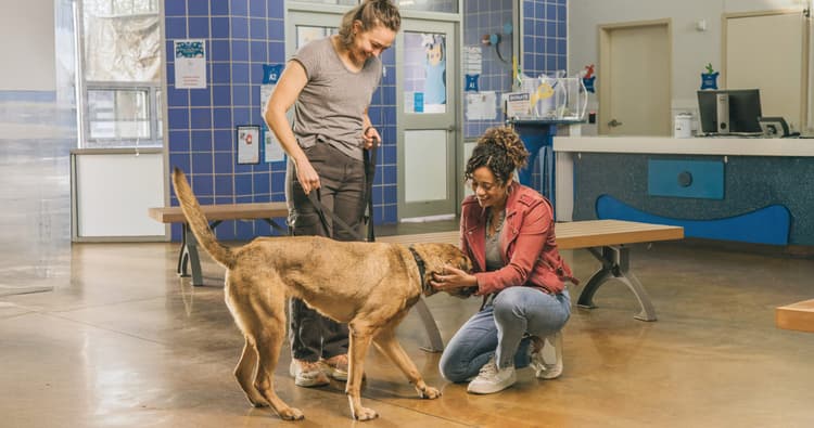 What to Ask the Shelter Before You Take Your Pet Home