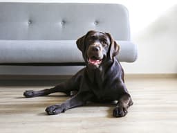 Did You Know 25% of Shelter Dogs Are Purebred?