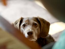 Foods Your Dog Can’t Eat