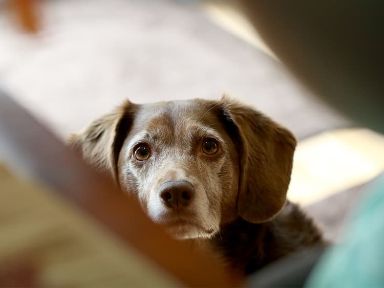 Foods Your Dog Can’t Eat