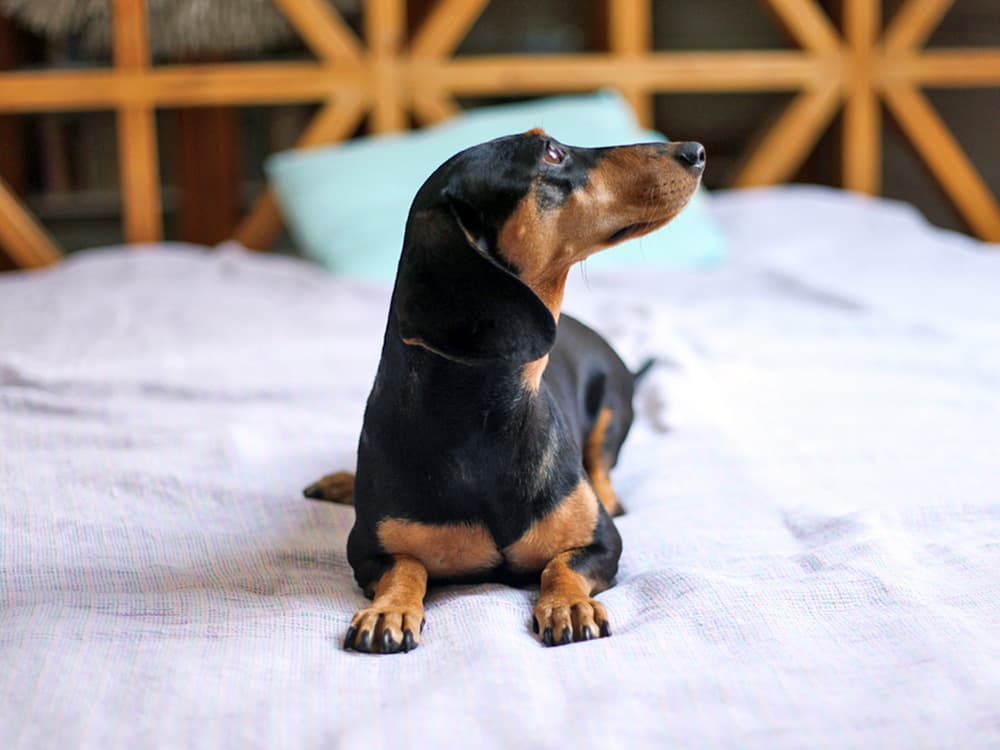 dachshund low maintenance