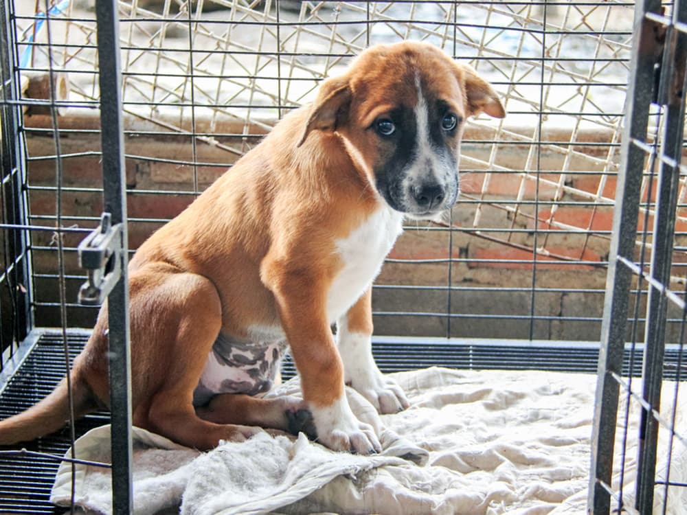 Hundreds of USDA-Licensed Breeding Facilities Are Mistreating Dogs, New Report Finds