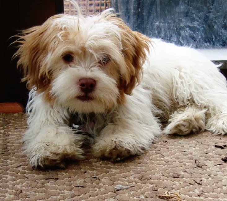 A purebred Kyi Leo dog laying down on a rug.