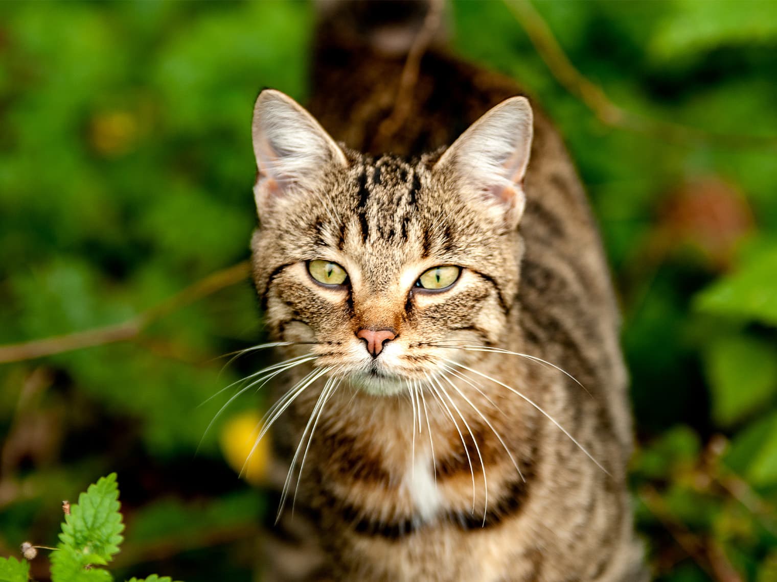 American Bobtail