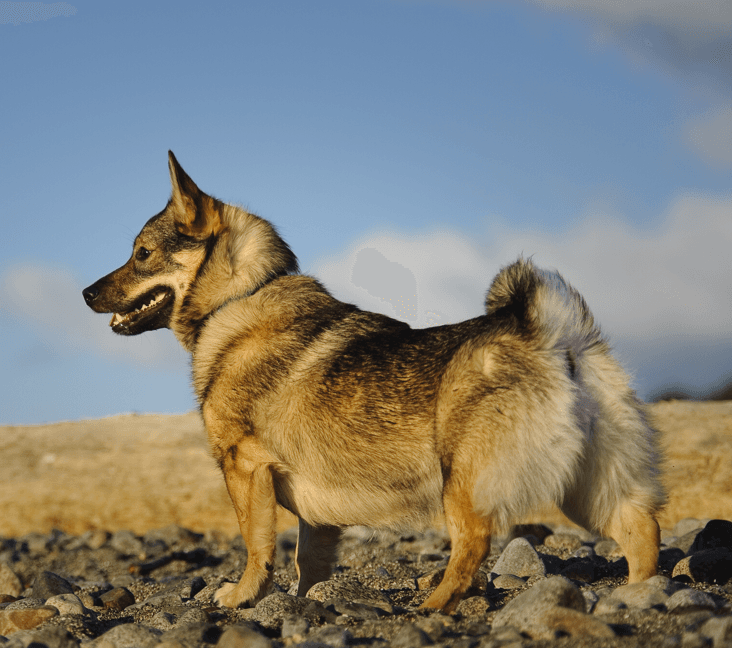 A purebred Swedish Vallhund dog standing on some rocks.