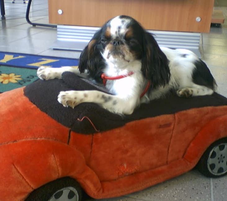 A purebred English Toy Spaniel dog laying down on a toy car.