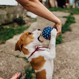 Playing With Dogs Improves Their Training Success