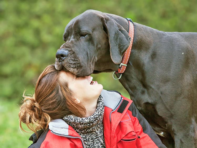 The Real Reason Some Dogs Have Such Droopy Jowls