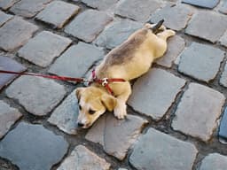 “Why Won’t My Dog Walk Outside?”