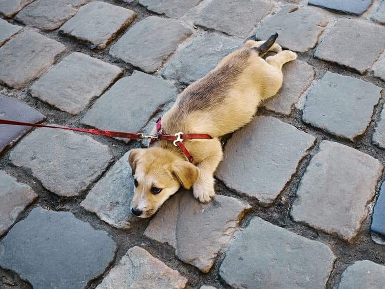“Why Won’t My Dog Walk Outside?”