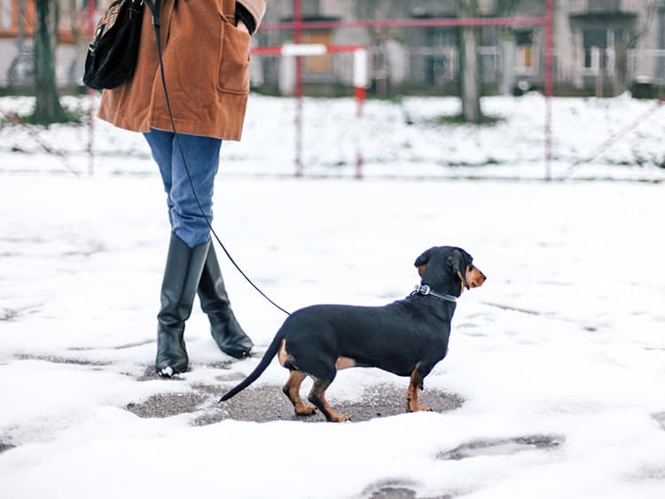 Dog-Walking Injuries Are on the Rise—And Your Leash May Be to Blame