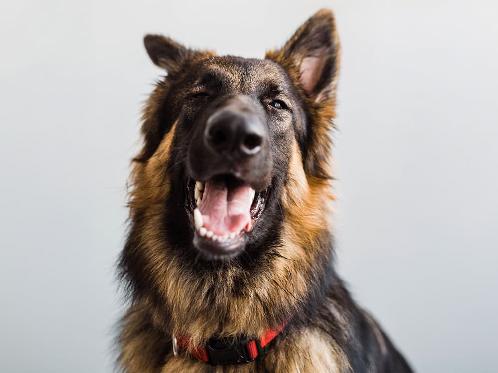 A happy german shepherd gives a squinty eyed smile