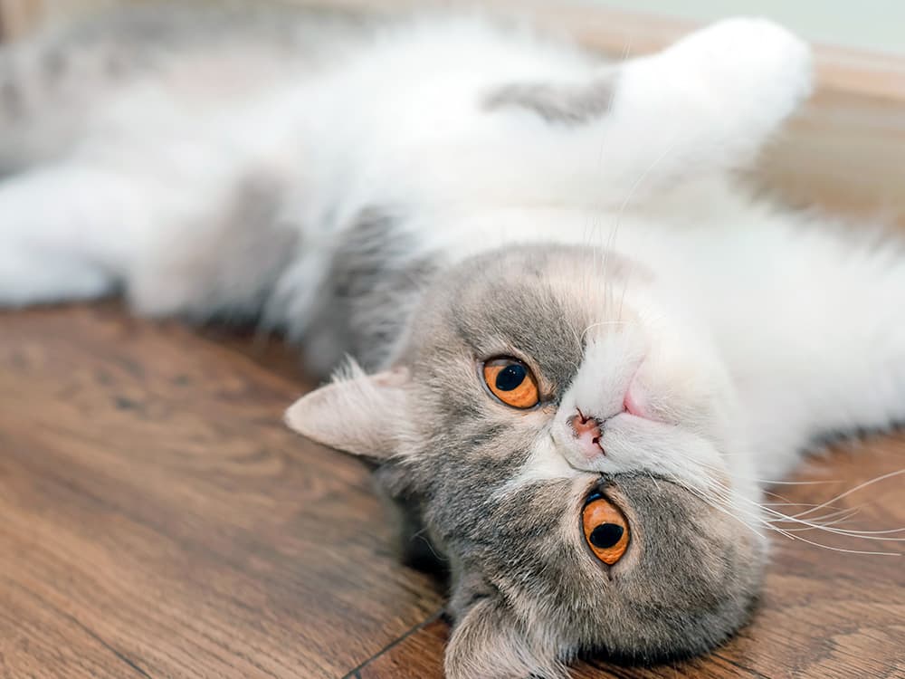 exotic shorthair with orange eyes rolling over