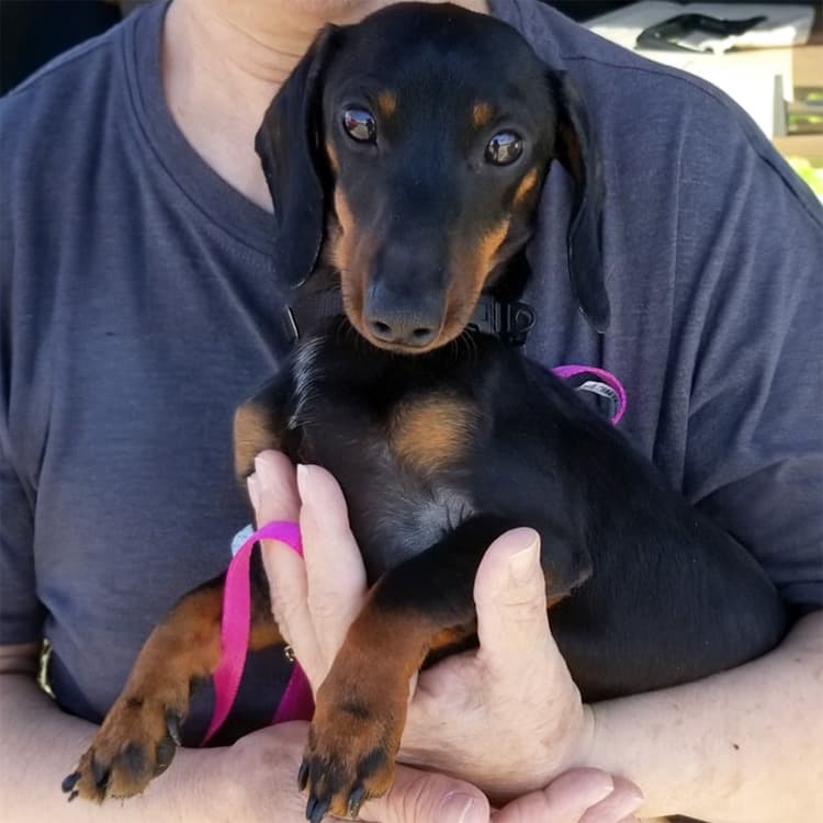 all about paws small dog rescue