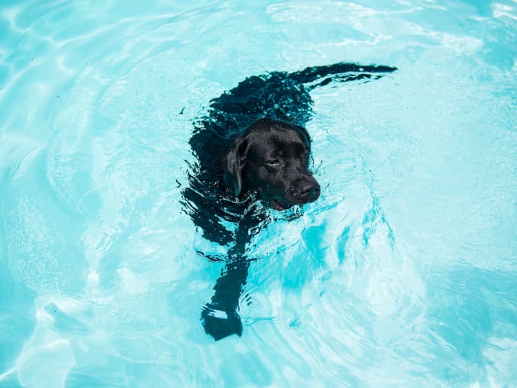 How to Keep Your Dog Safe Wherever They’re Swimming This Summer