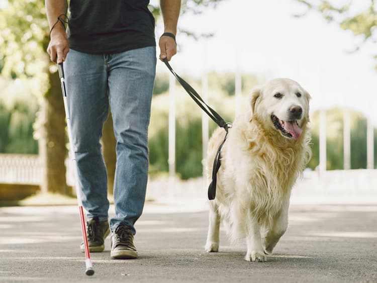 Are There Differences Between Guide Dog Breeds?