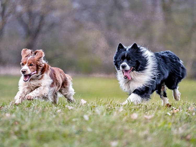 How Fast Can Dogs Run? Learn The Speeds of Different Dog Breeds