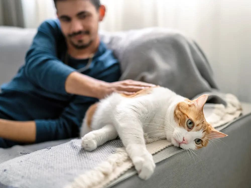 pet parent petting cat on their side