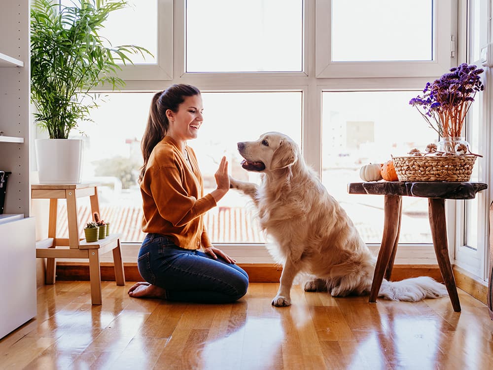Nine Useful Tricks to Teach Your Dog