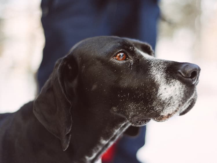 A New Drug Could Make Your Dog Live Longer—Meet the Woman Who Created It