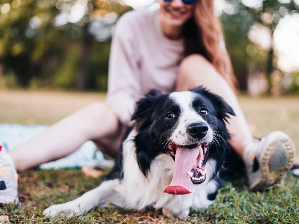 Border Collie