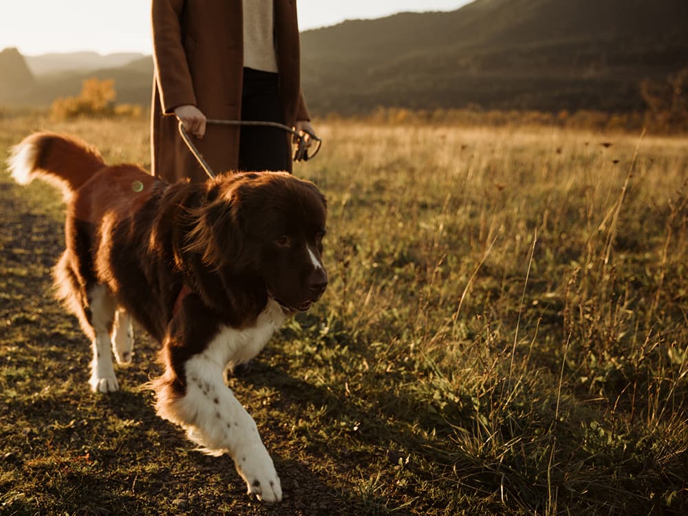 Why Foxtails Are So Dangerous for Your Dog