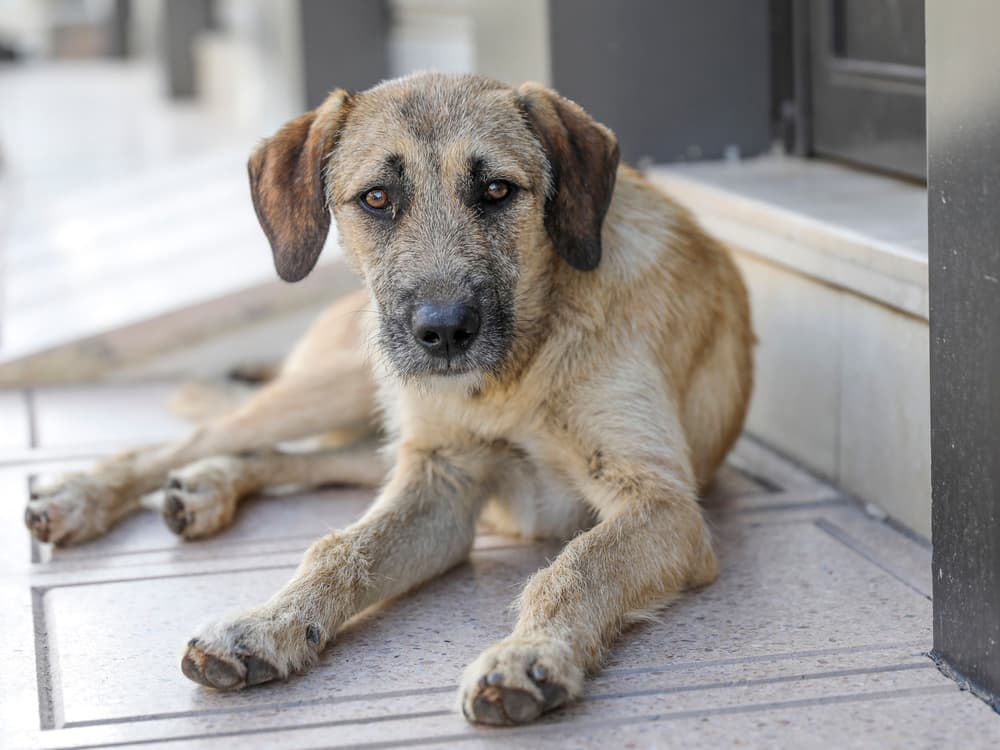 Turkey Passes “Massacre Law” Aimed at Removing Stray Dogs From the Streets