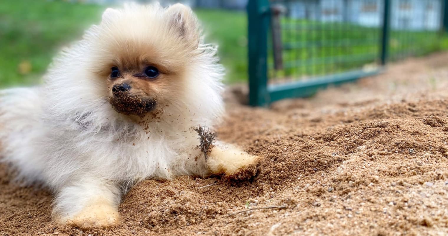 How Do I Give Up My Pomeranian?