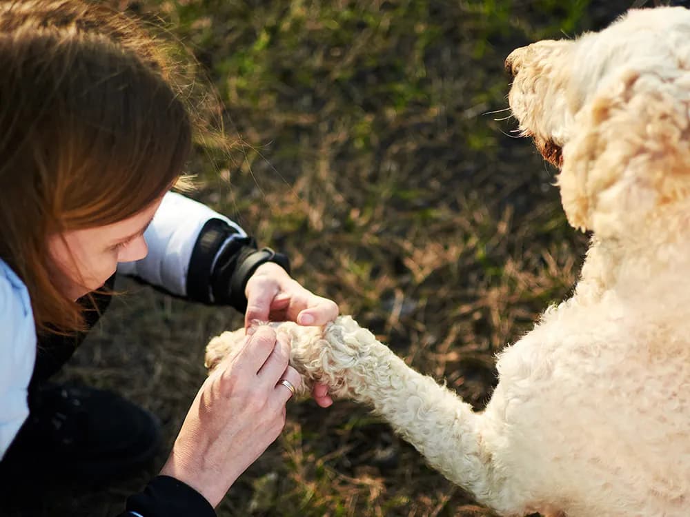 dog being checked for ticks