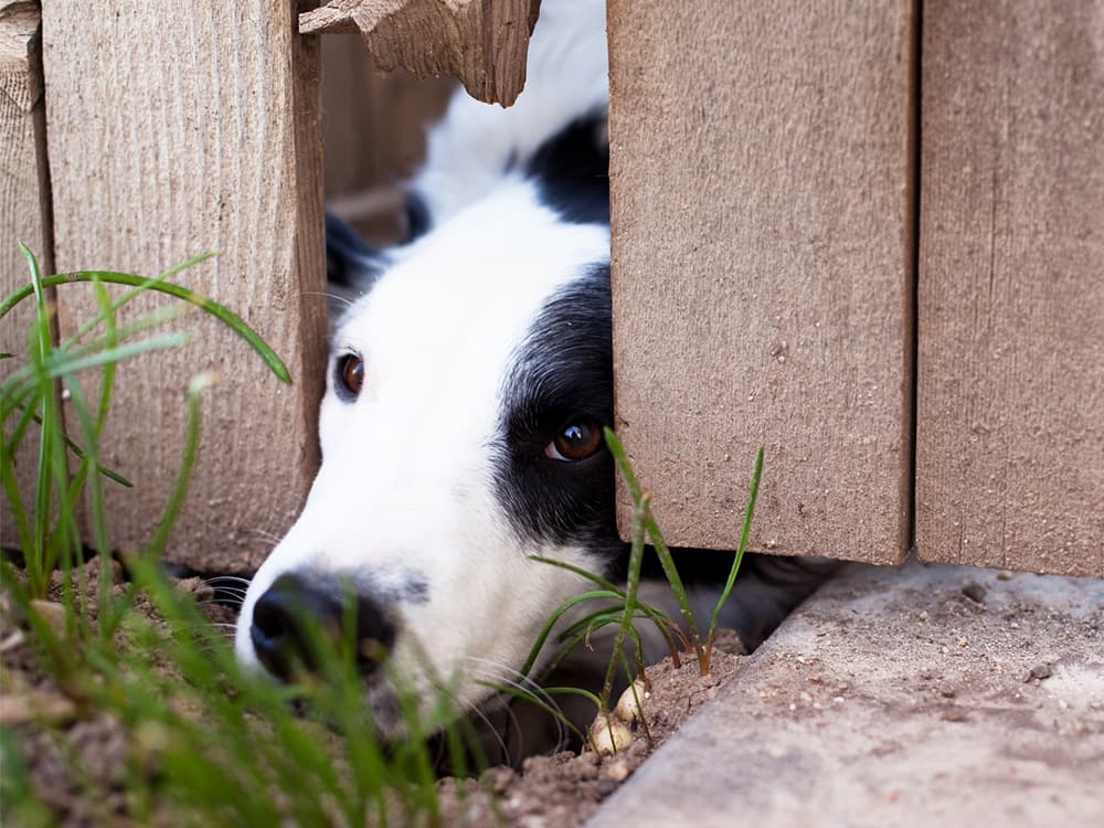 Border Collie looking out under a fence