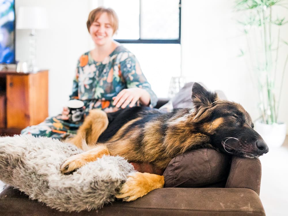Teaching Your Dog a New Cue? Make Sure They Take a Nap After