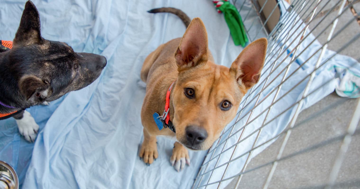 This Minnesota Shelter Is Bringing Adoptable Animals to Schools, Nursing Homes, and Businesses