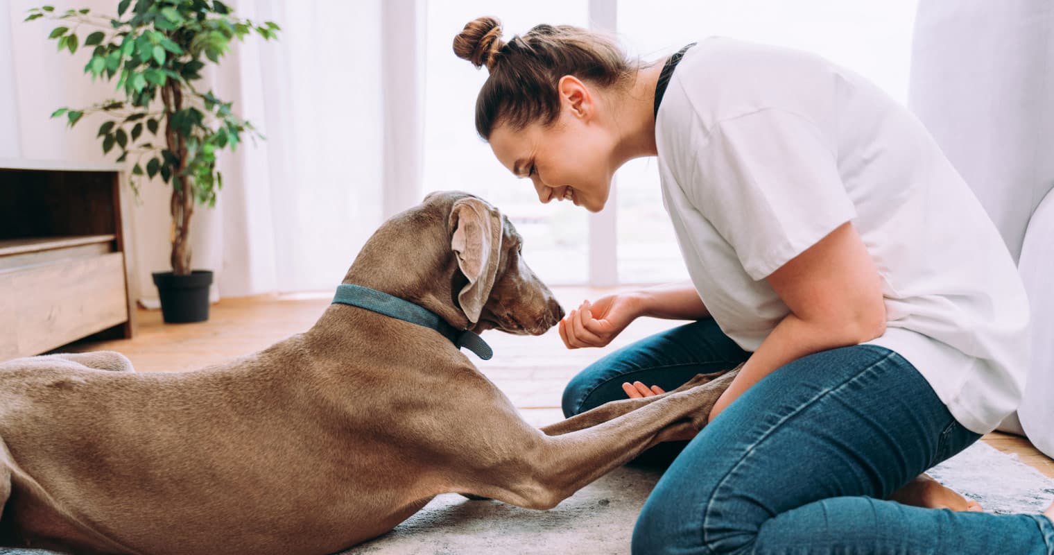 Pet Care Advice: The Ultimate Guide to Raising a Healthy, Happy Pet