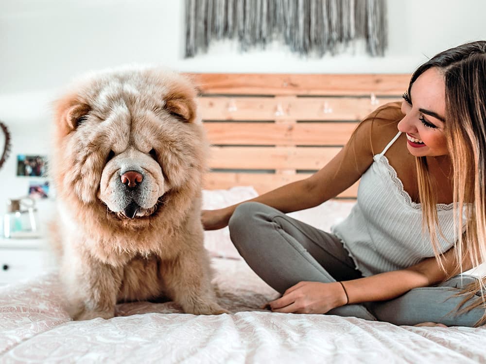 Quiet Dog Breeds: 9 Low-Bark Dogs You’ll Want to Meet
