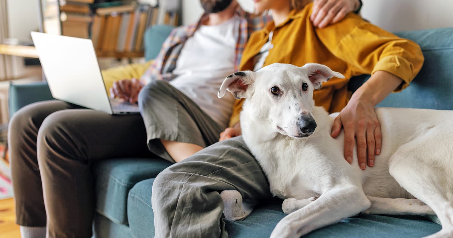 How Do Dog DNA Tests Work?