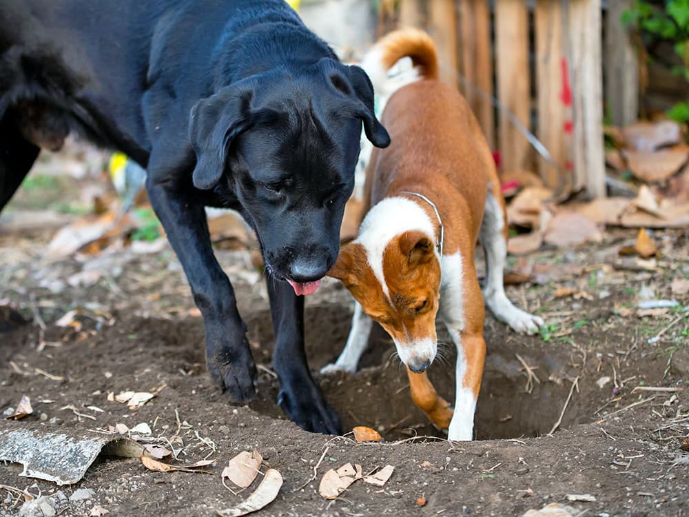 Why Your Dog Is So Obsessed With Digging