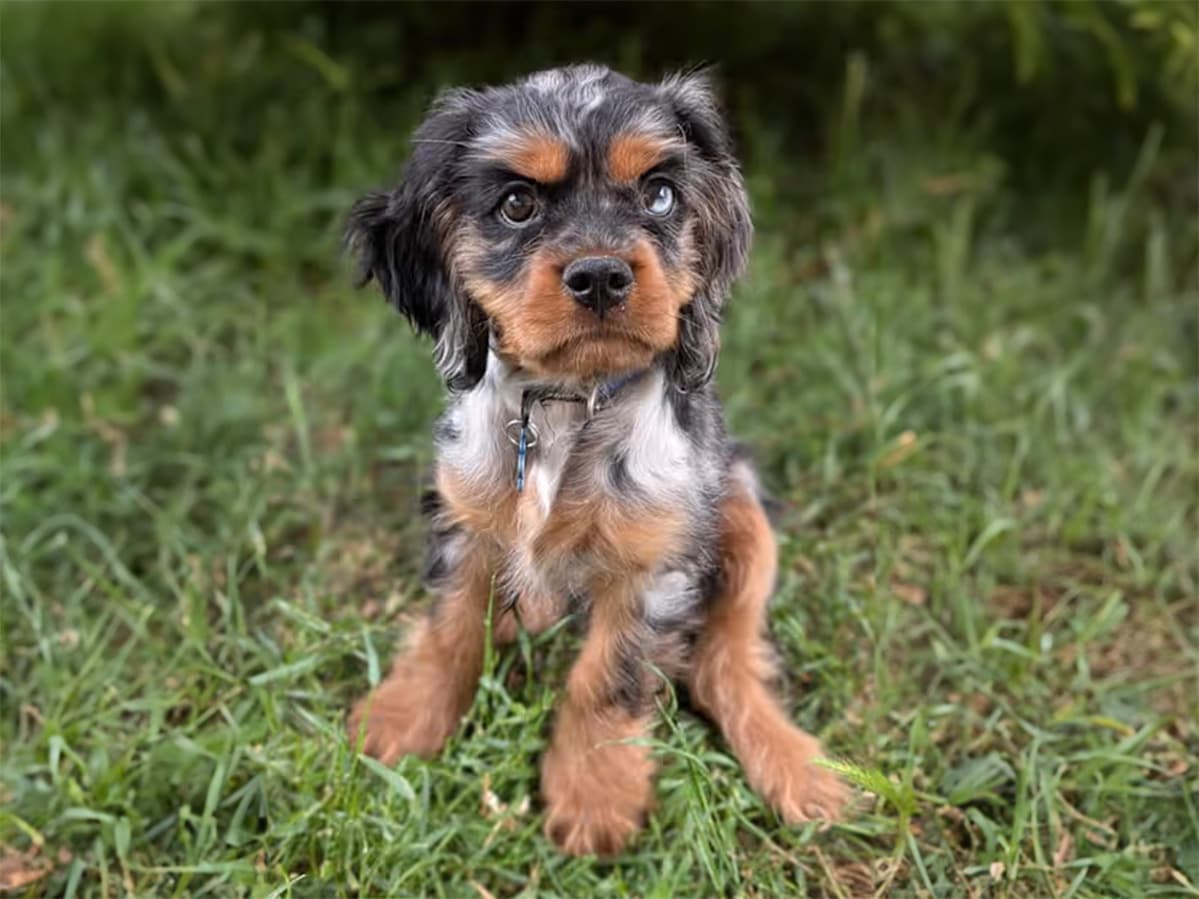 merle cocker spaniel mix