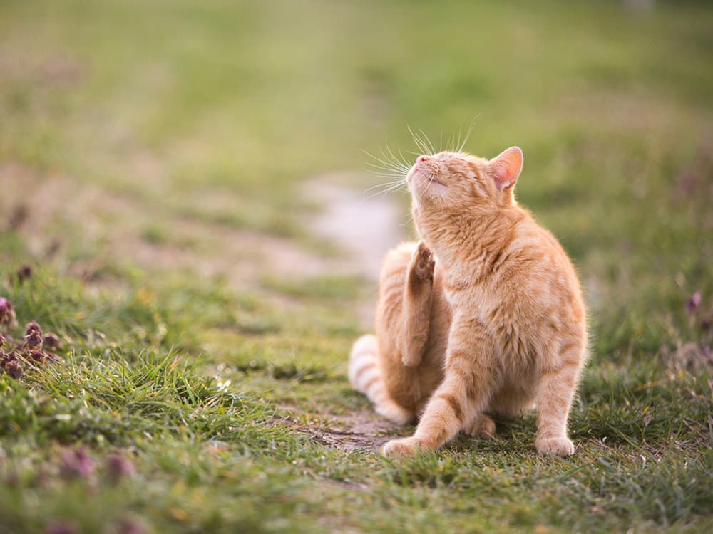 What to Know About Fungal Skin Infections in Cats