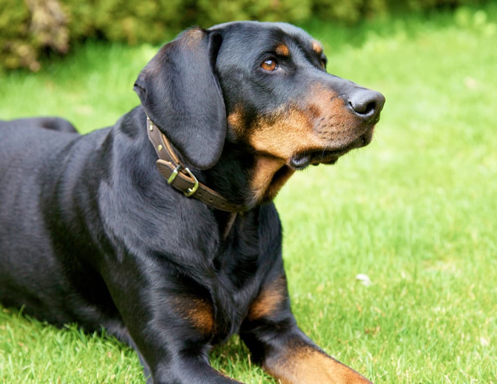 Rottweiler doberman mix