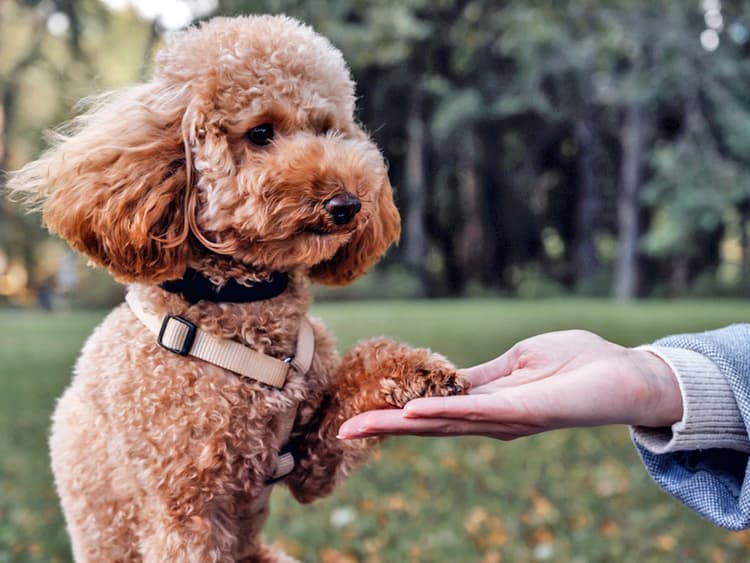 5 Ways Dogs Say ‘Thank You’