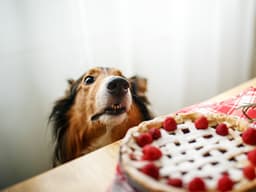 Thanksgiving and Christmas Foods That Are Toxic To Pets