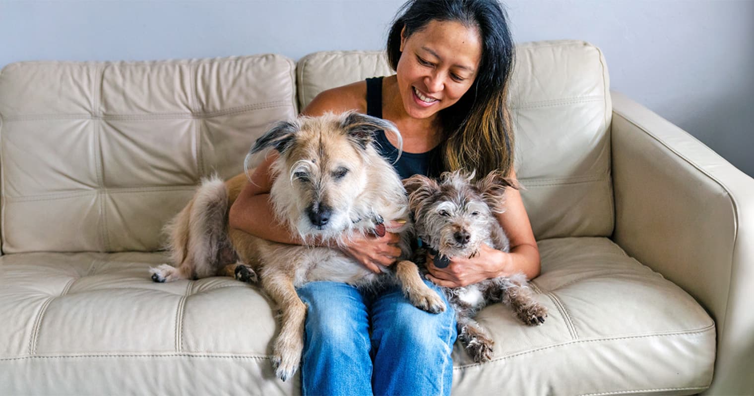 Here Are the 10 Best Lap Dog Breeds