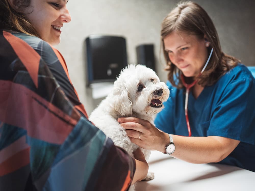 Young female veterinarian in uniform examining white fluffy dog with stethoscope while owner embracing pet in contemporary vet clinic