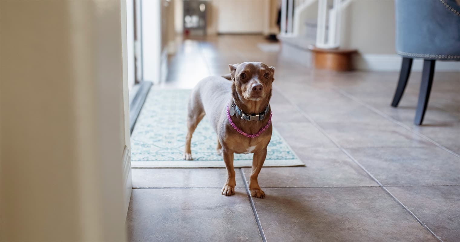 How Long Can Dogs Be Left Alone—Really?