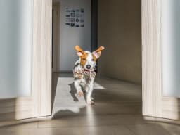How Do I Keep My Dog From Running Out The Door?
