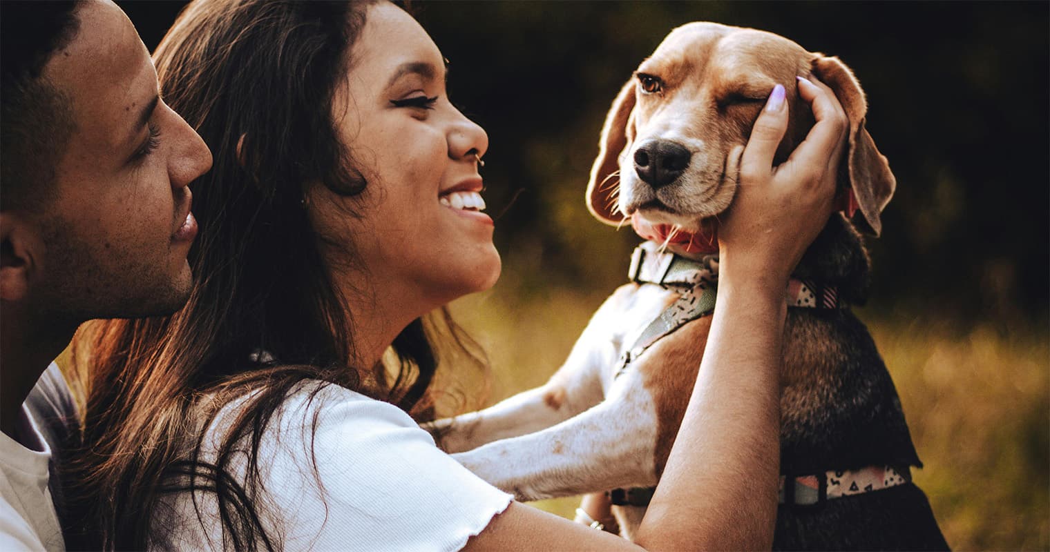 Rehoming a beagle